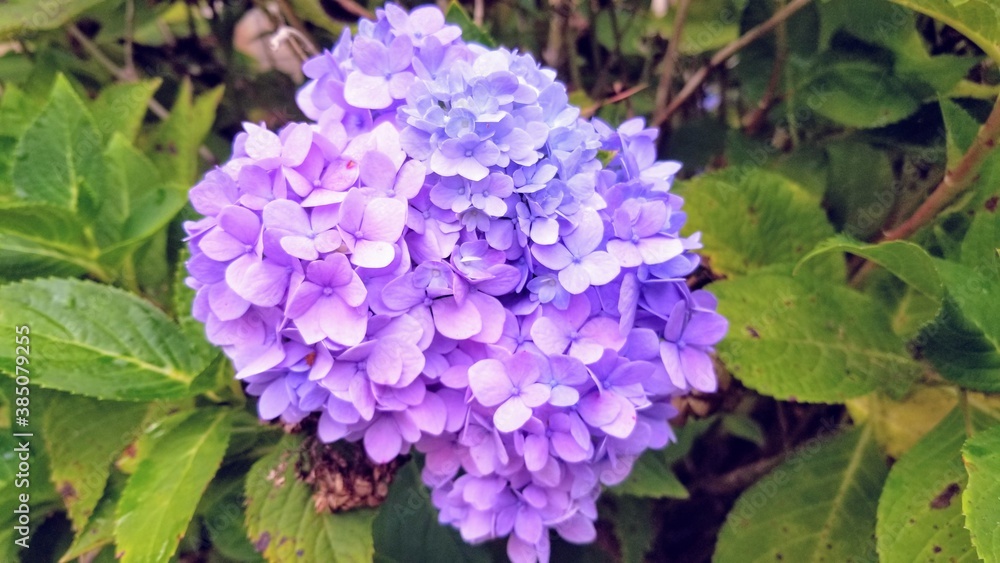 Purple and blue hydrangea flower bloom on the bush. Purple and blue hydrangea flower bloom on the bush.