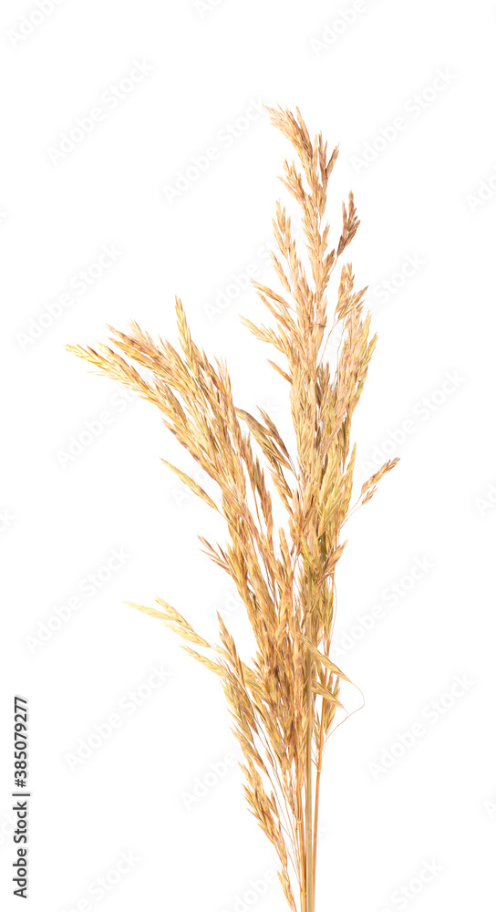 Dried wild spikelet flowers, isolated on white background. Spikelet flowers wild meadow plants.