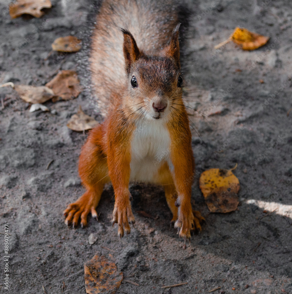 squirrel stopped in front of the lens. red squirrel posing for the camera. squirrel portrait squirrel stopped in front of the lens. red squirrel posing for the camera. squirrel portrait