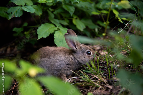 A wild orange Rabbit/bunny with big ears in a fresh green forest (Spring baby rabbit or Easter rabbit)   © Fullframe Factory