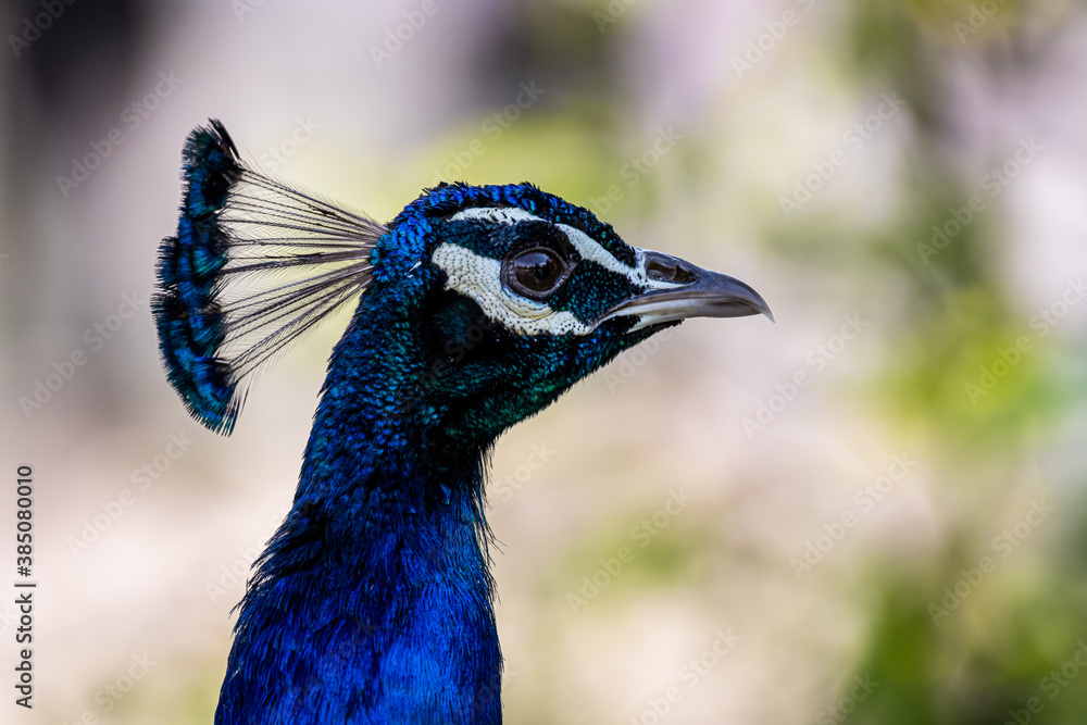 A beautiful male peacock head (Animal close up portrait)
A beautiful male peacock head (Animal close up portrait)