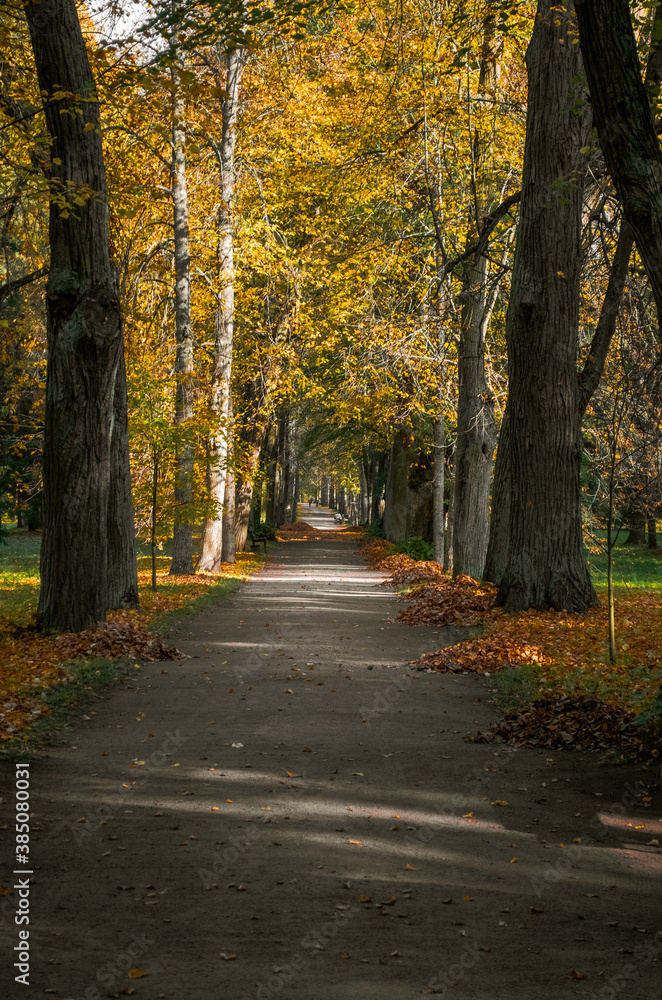 Autumn. Park with yellow trees. Fall scenic background. path in the park.