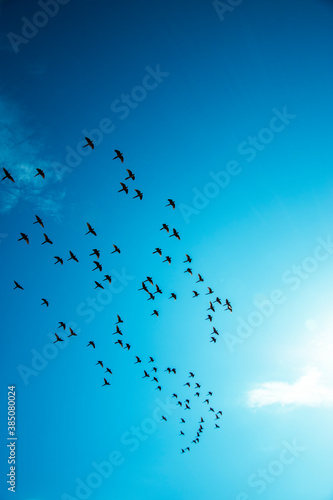 Birds in the blue sky