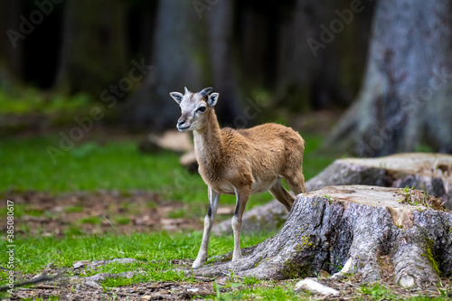 Fototapeta Naklejka Na Ścianę i Meble -  A young brown goat standing in the forest (high resolution image)