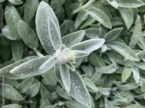 close up of a plant