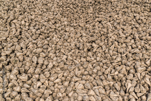 sugar beet pile texture