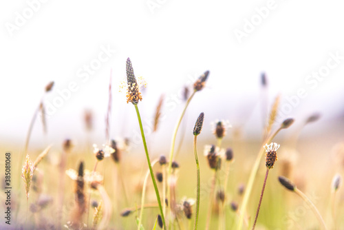 Selective soft focus of dry grass  reeds  stalks blowing in the wind at golden sunset light  horizontal  blurred forest on background. Nature  summer  meadow concept