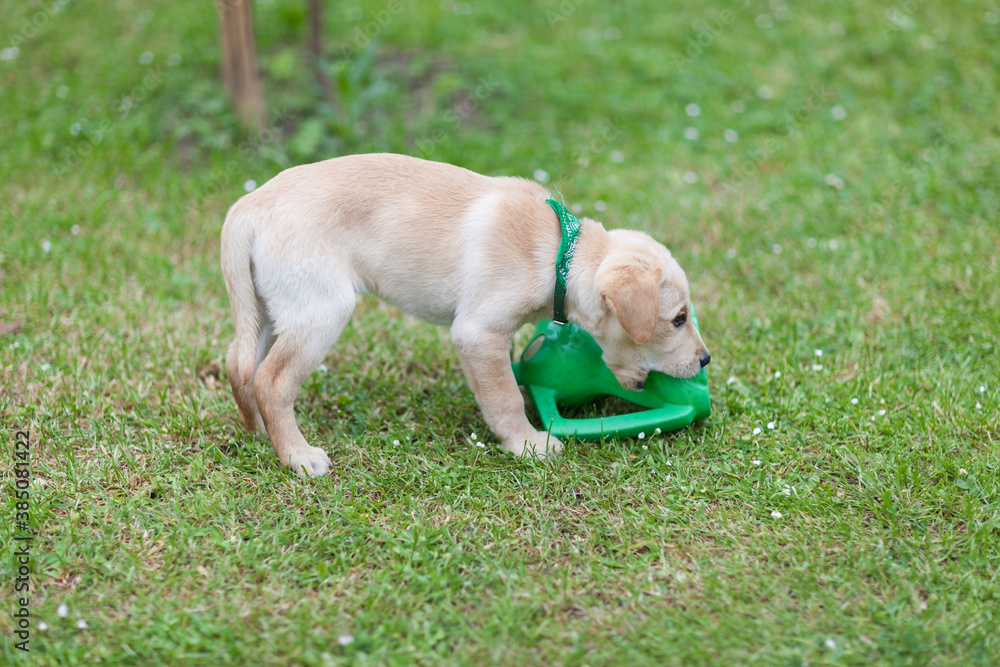 Happy puppy dog running on playground green yard.
Yellow Labrador Retriever. Sunny day during summer season. Happy puppy dog running on playground green yard.
Yellow Labrador Retriever. Sunny day during summer season.