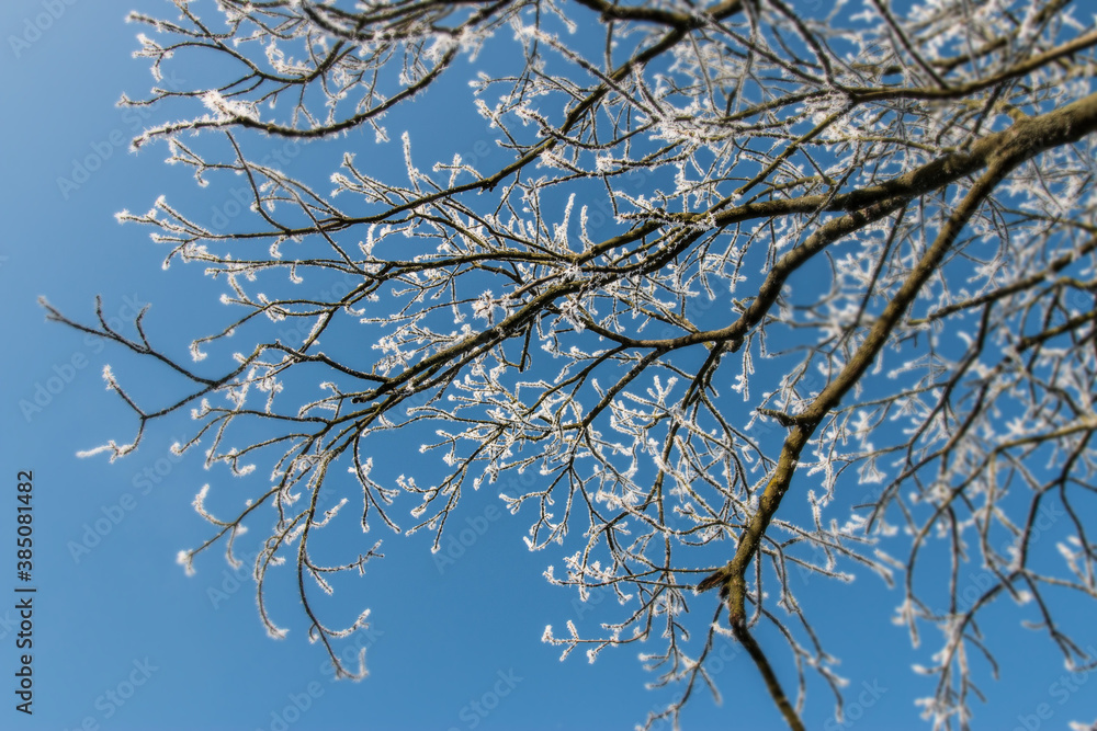 Tree branches covered by snow and rime Tree branches covered by snow and rime