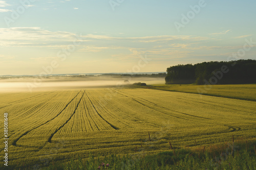 Fototapeta Naklejka Na Ścianę i Meble -  sunrise over a field