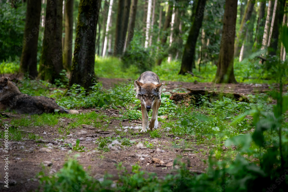 Eurasian wolf, Canis lupus, alpha male in a spring european forest (The Wolf - a critically endangered predator in its biotope) - Walking straight towards the camera