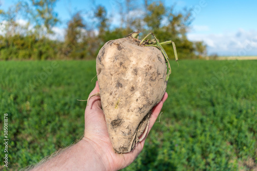 harvesting sugar beet