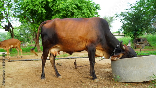 A cow is eating fodder at a stall in a field
