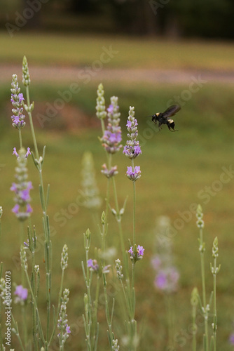 Bumble Bee on Lavender