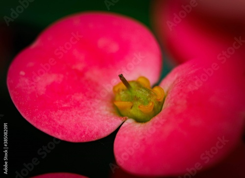flor