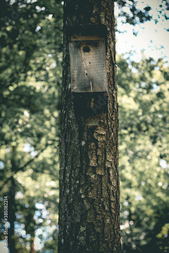Birdhouse on pine tree