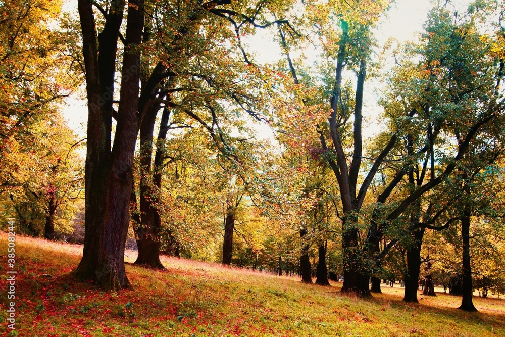 Autumn in the Hukvaldy Game Reserve in Moravia in the Czech Republic.
Autumn in the Hukvaldy Game Reserve in Moravia in the Czech Republic.