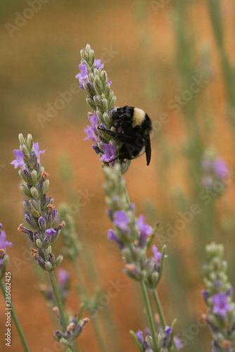 Bumble Bee Lavender Macro