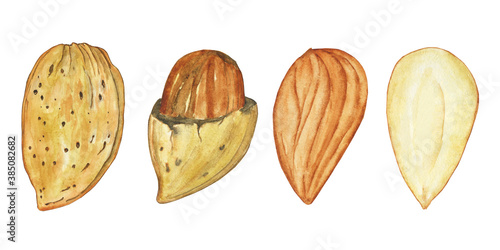 Set Almond seed with shell, open and whole isolated on white background. Hand drawn illustration of walnut. Perfect for pattern, print, menu design, food decoration.