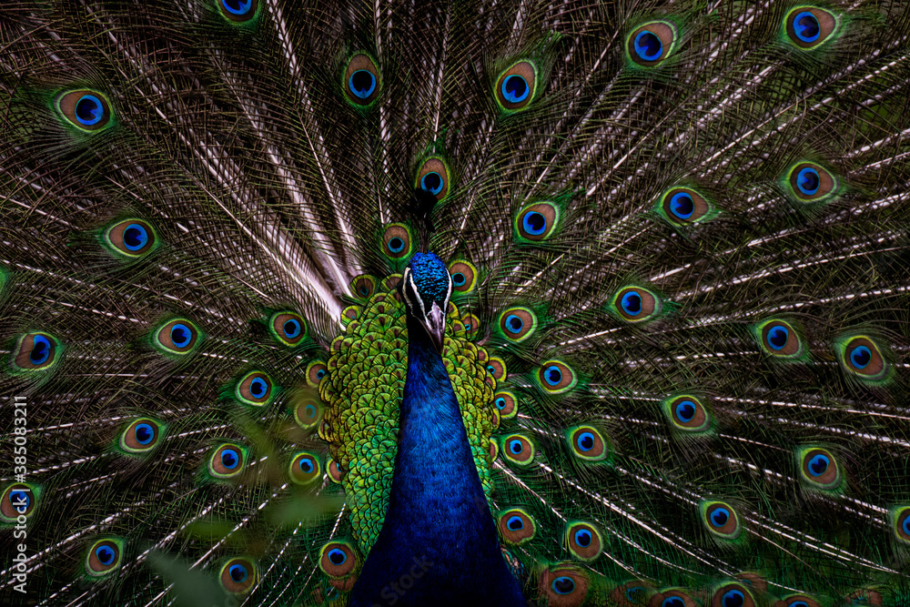 Obraz premium A beautiful male peacock impresses a female with his vibrant tail and smooth moves while showing his feathers (Animal close up portrait)