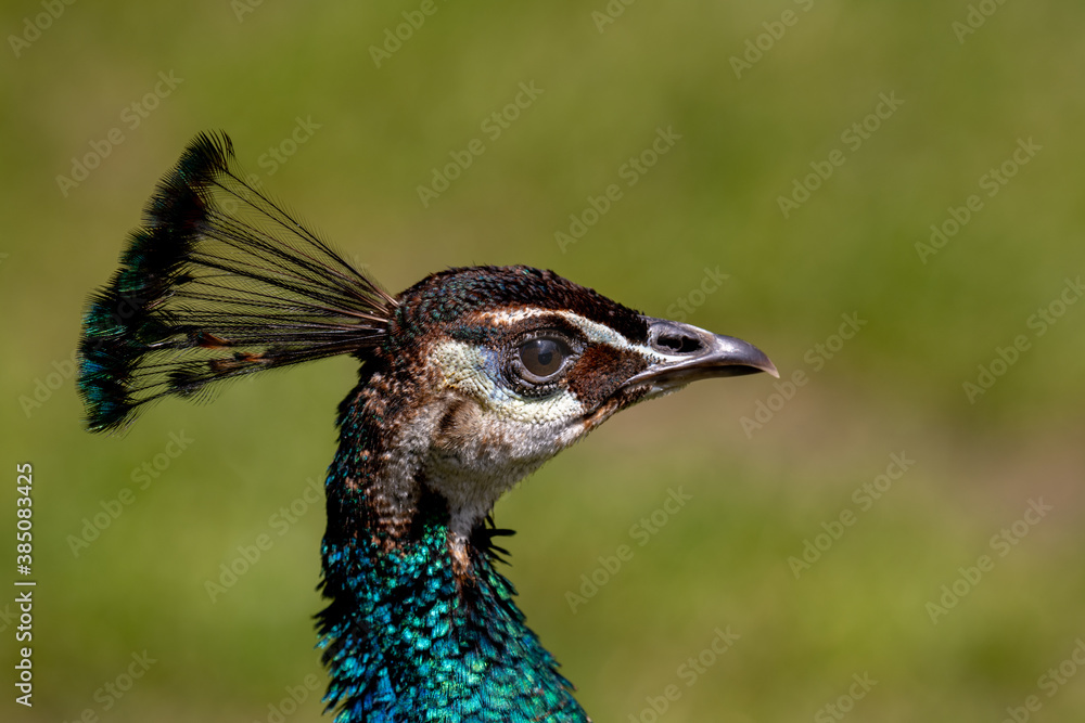 A beautiful female peacock head (Animal close up portrait)
A beautiful female peacock head (Animal close up portrait)
