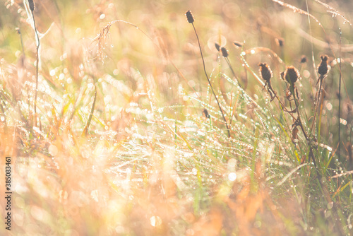 Green grass under rays of sun. Summer background of green grass and sun rays. The rays of the sun fall on the grass. Close Up © lukasz_kochanek