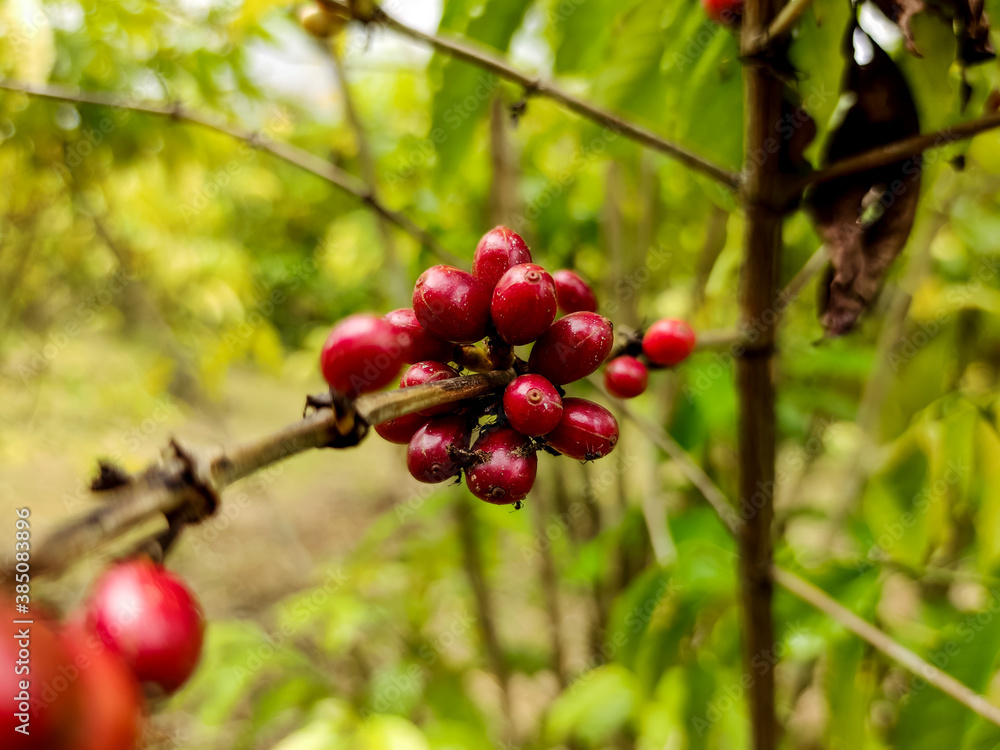 Seed coffee red with tree, farm coffees plants Asia. Garden coffee Seed coffee red with tree, farm coffees plants Asia. Garden coffee