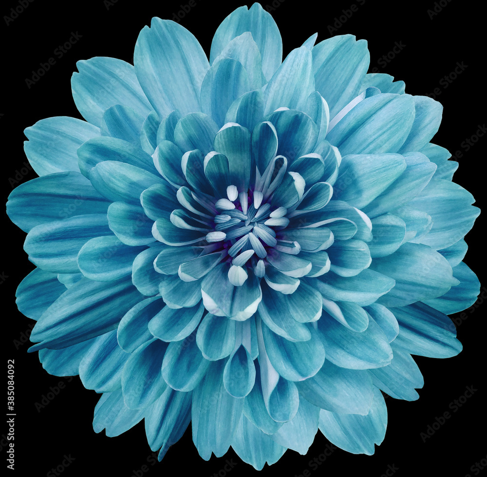 flower turquoise chrysanthemum . Flower isolated on the black background. No shadows with clipping path. Close-up. Nature. flower turquoise chrysanthemum . Flower isolated on the black background. No shadows with clipping path. Close-up. Nature.