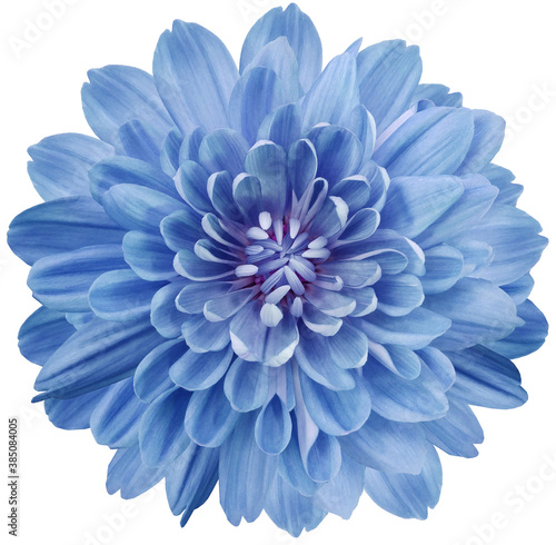 flower  blue chrysanthemum . Flower isolated on a white background. No shadows with clipping path. Close-up. Nature. © nadezhda F
