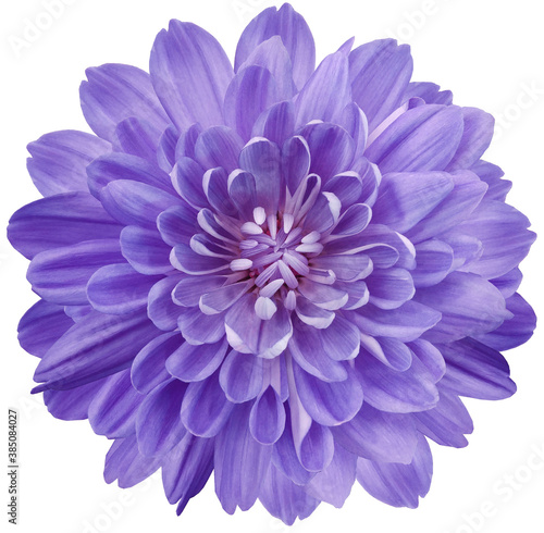 flower purple chrysanthemum . Flower isolated on a white background. No shadows with clipping path. Close-up. Nature. © nadezhda F