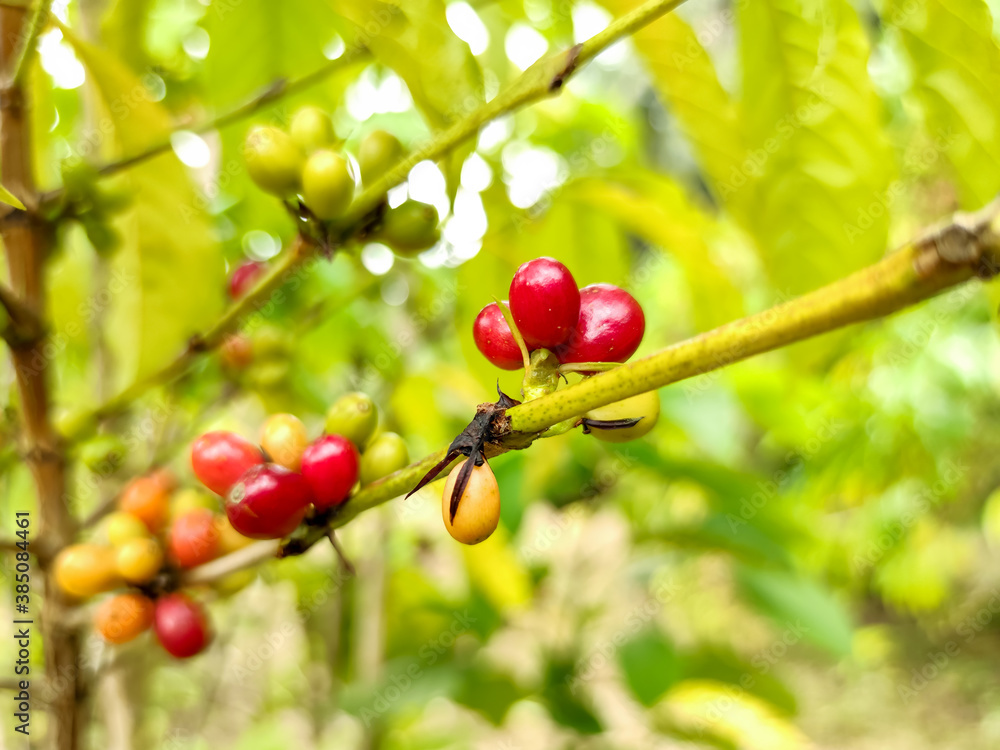 Seed coffee red with  tree, farm coffees plants Asia. Gardening coffee