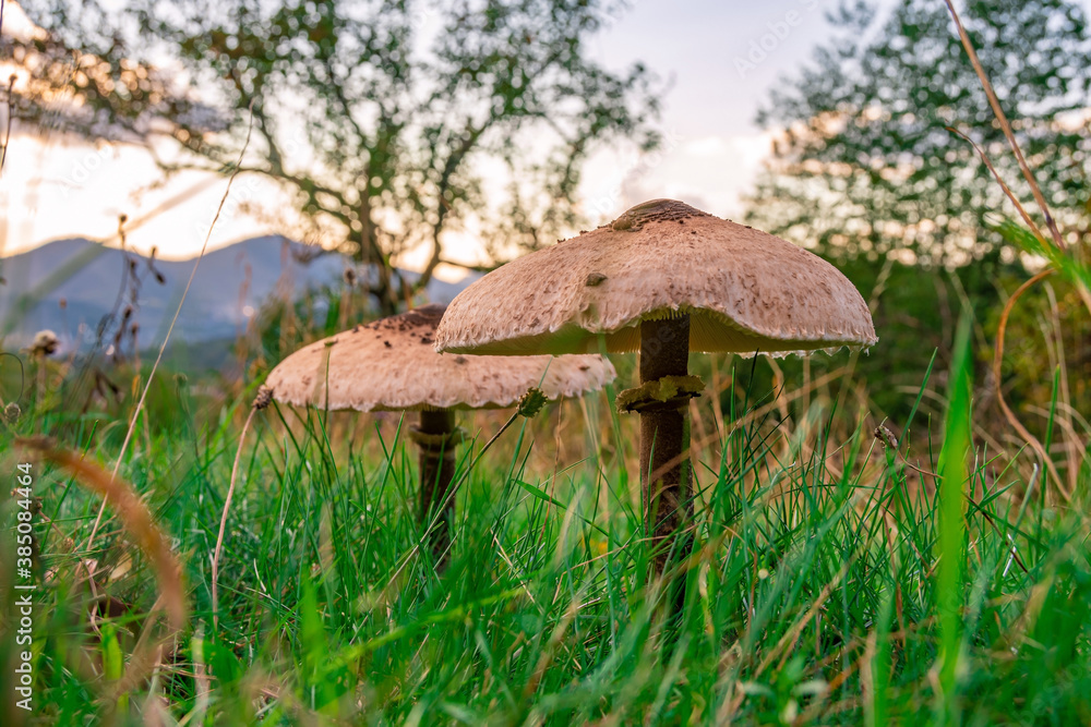 Some nice, big mushrooms in the high, green grass Some nice, big mushrooms in the high, green grass