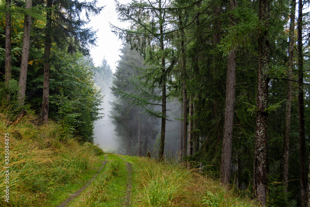 Obraz premium A green, overgrown path in the green, foggy Black Forest 