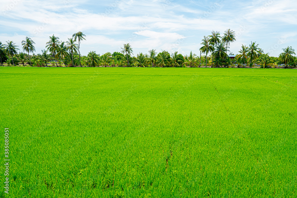 Obraz premium fresh green paddy rise field in Thailand