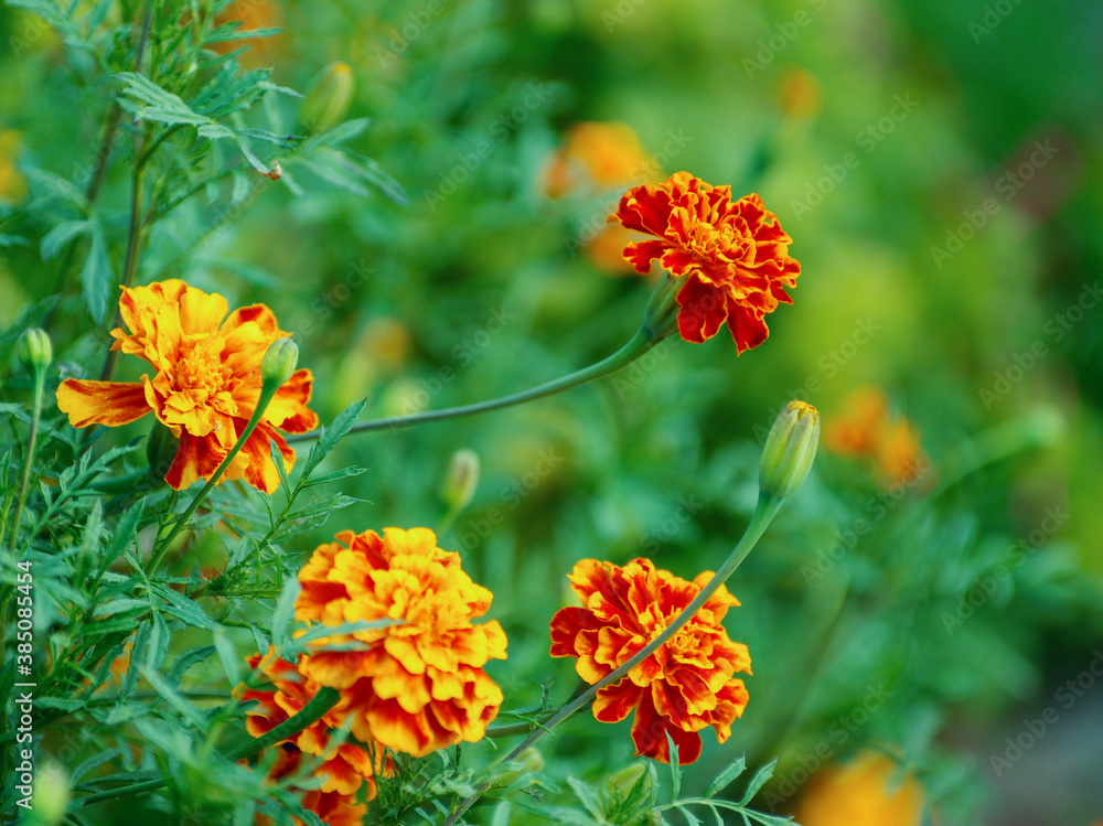 Marigold, yellow and orange flower. Marigold, yellow and orange flower.
