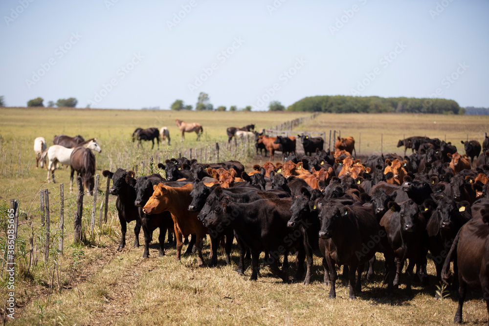 Obraz premium angus en el campo americano 