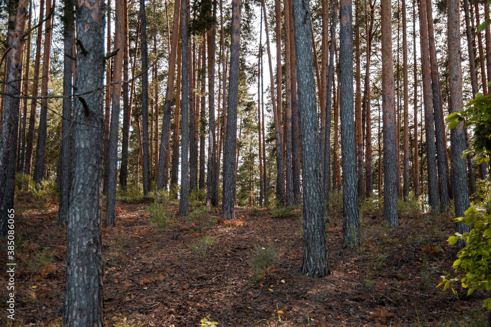 Pine forest view, summer landscape, forest trail. Pine forest view, summer landscape, forest trail.