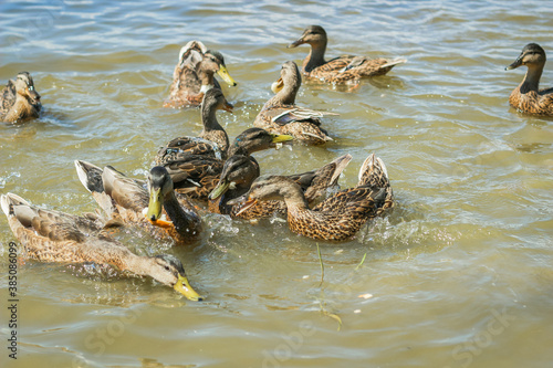 Ducks swim in the lake. A flock of ducks in the water. photo