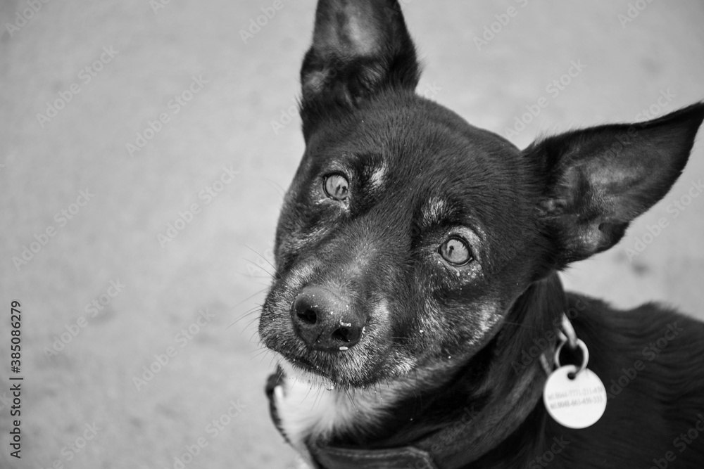 Sad old dog isolated. Mongrel breed with depressed eyes. Pet waiting Sad old dog isolated. Mongrel breed with depressed eyes. Pet waiting