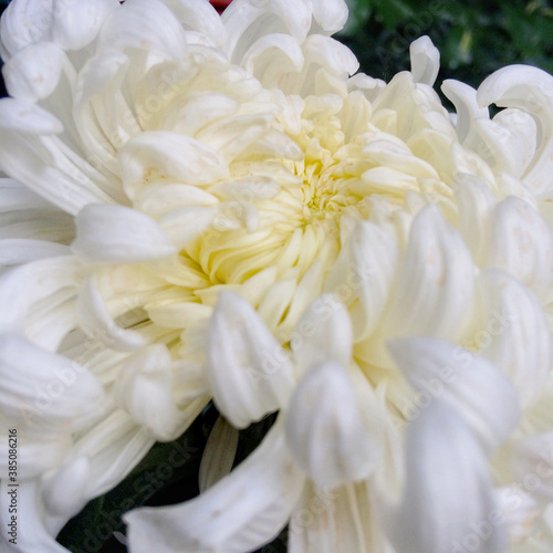 the blooming white chrysanthemum flower 