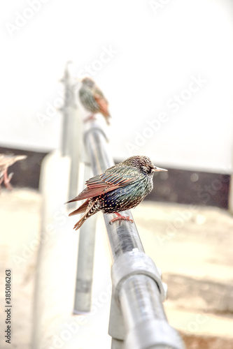 Bird isolated - colorful starling (sturnus vulgaris) sitting on a rail