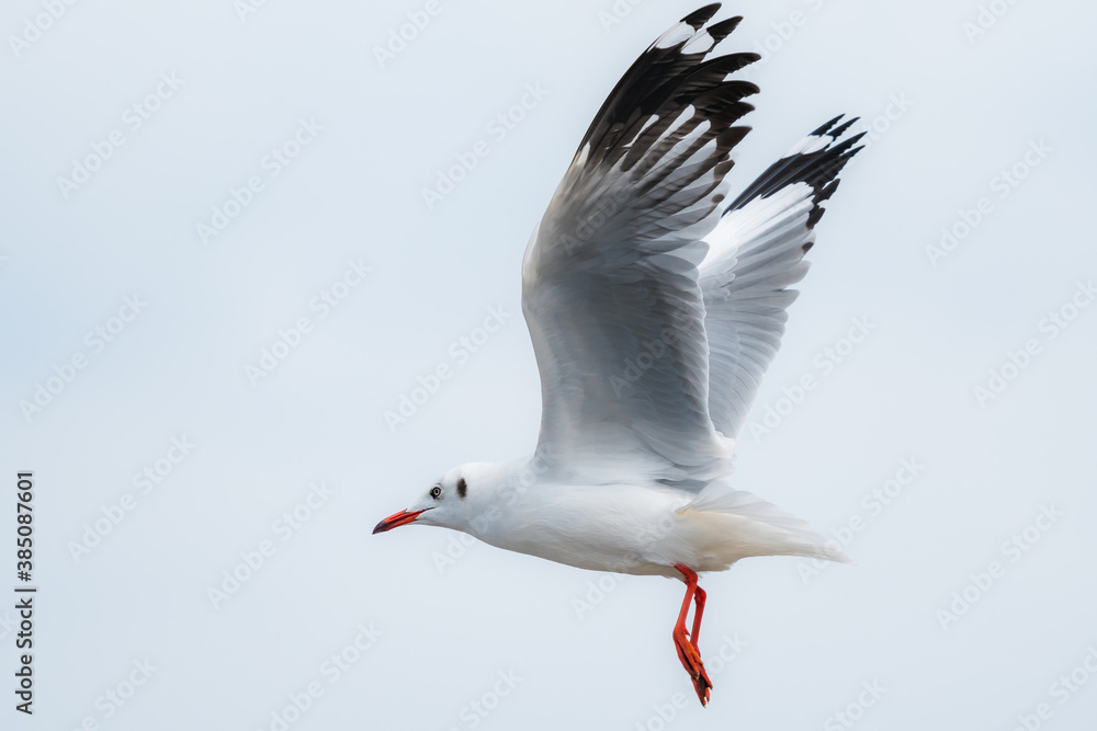 action flyings seagulls in tropical coast line on sky background action flyings seagulls in tropical coast line on sky background