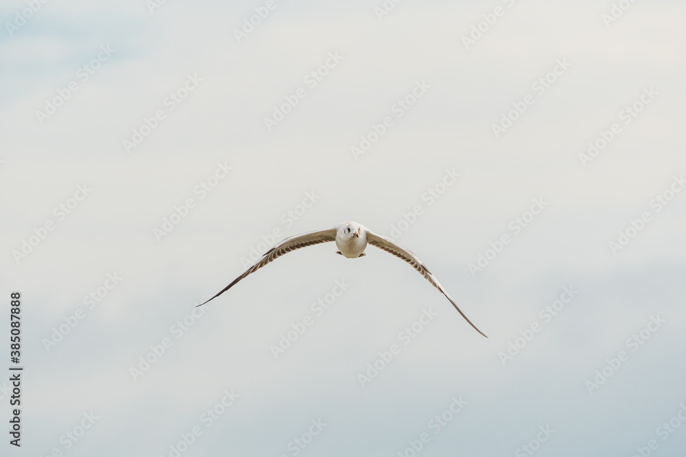 action flyings seagulls in tropical coast line on sky background action flyings seagulls in tropical coast line on sky background