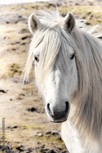 White horse © lukasz_kochanek