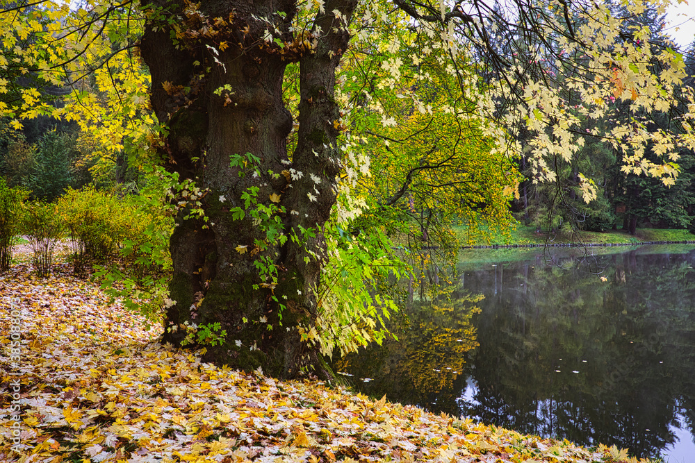 Tree by the lake in autumn