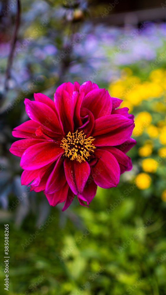 Fototapeta premium Pink and yellow flower closeup