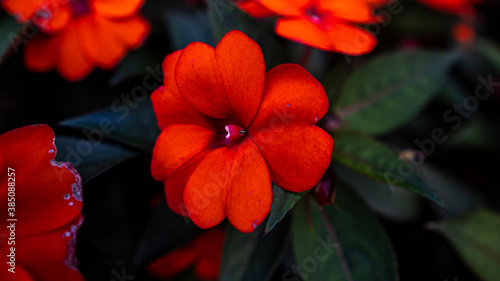 red flower closeup with green leaves