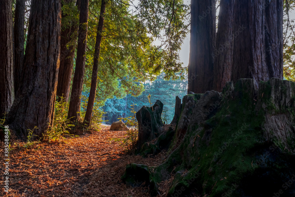 Redwood Forest Landscape in Beautiful Northern California. Mt Madonna County Park near Gilroy, California Redwood Forest Landscape in Beautiful Northern California. Mt Madonna County Park near Gilroy, California