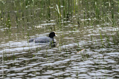 
duck in pond with reeds in the rain