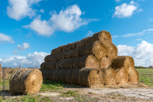 harvesting straw from fields
